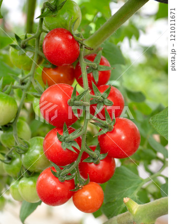 ミニトマトのハウス栽培 121011671