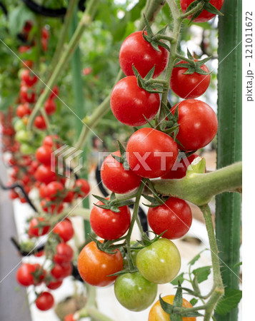ミニトマトのハウス栽培 121011672