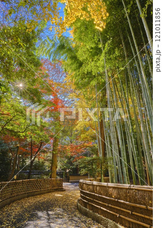 紅葉の名所　東京都杉並区　観泉寺　境内 121011856