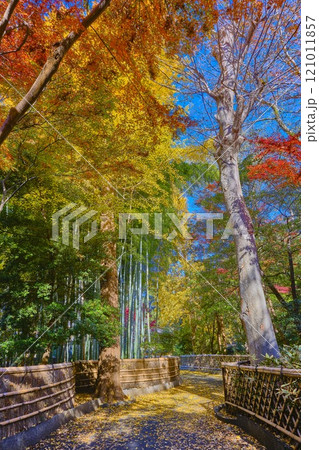 紅葉の名所　東京都杉並区　観泉寺　境内 121011857