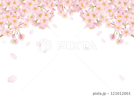 手描きの水彩画:桜の花吹雪背景 切り抜き 枝と蕾付き 手描きの水彩画:桜の花吹雪背景 切り抜き 枝と蕾付き 121012001