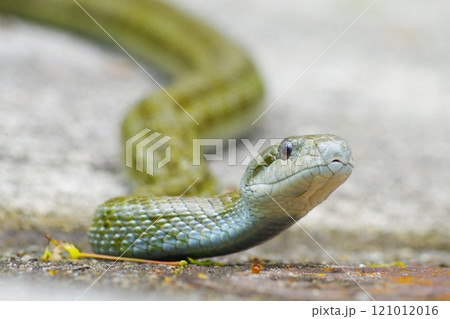 アオダイショウ 121012016