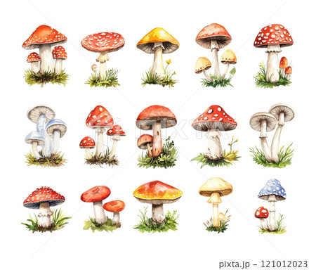 Watercolor mushrooms. Fly agaric forest fungi, redhead mycelium poison toxic toadstools spores, isolated on white background 121012023