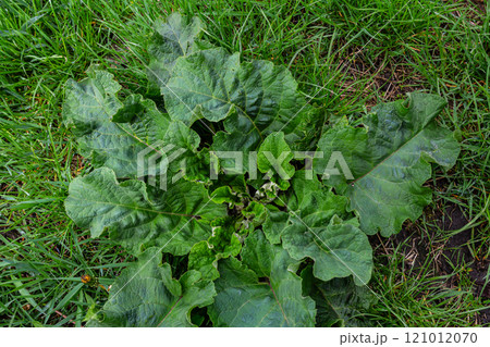 Arctium lappa - Young burdock leaves in an early summer Arctium lappa - Young burdock leaves in an early summer 121012070