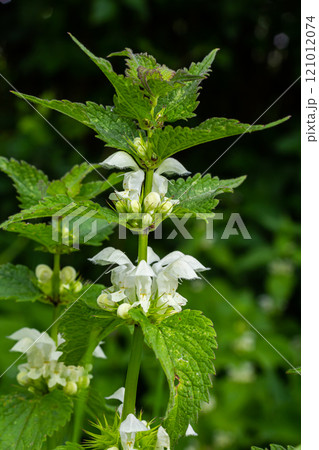 The blossoming dead nettle in sunny day a close up. Lamium album. Lamiaceae Family The blossoming dead nettle in sunny day a close up. Lamium album. Lamiaceae Family 121012074