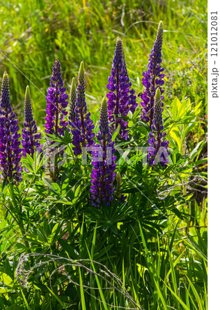 Lupinus, lupin, lupine field with pink purple and blue flowers Lupinus, lupin, lupine field with pink purple and blue flowers 121012081