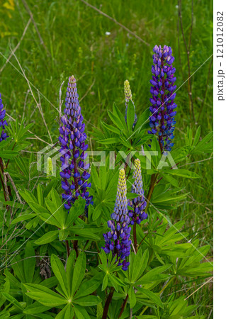 Lupinus, lupin, lupine field with pink purple and blue flowers Lupinus, lupin, lupine field with pink purple and blue flowers 121012082
