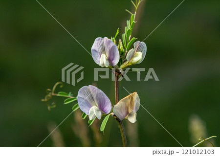 Vicia grandiflora - Wild plant shot in the spring 121012103