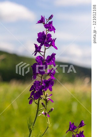 Consolida orientalis. Eastern Larkspur. Bright purple flowers on a green meadow Consolida orientalis. Eastern Larkspur. Bright purple flowers on a green meadow 121012108