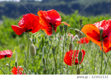 Papaver rhoeas or common poppy, red poppy is an annual herbaceous flowering plant in the poppy family, Papaveraceae, with red petals 121012112