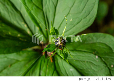 Very poisonous plant Raven's eye four-leaf Paris quadrifolia also known, berry or True Lovers Knot growing in the wild in a forest 121012129