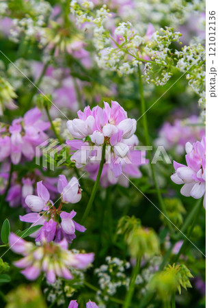 the flowers of Securigera varia - crownvetch, purple crown vetch the flowers of Securigera varia - crownvetch, purple crown vetch 121012136