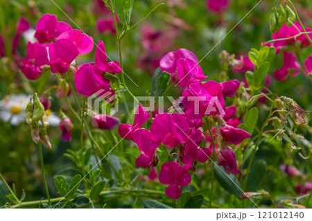 Vicia sativa flowers are blooming in the field 121012140