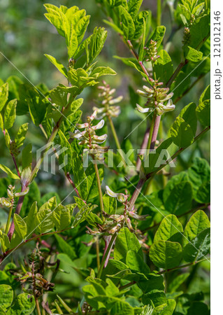 In the spring Chamaecytisus ruthenicus blooms in the wild 121012146