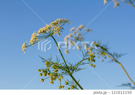 Caraway blooms in garden. White meridian fennel blossom in field. Persian cumin flowering plant. White Carum carvi flower on green background, closeup. White caraway flowers 121012150