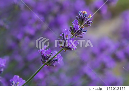 Lavandula angustifolia bunch of flowers in bloom, purple scented flowering bouquet of smelling beautiful plants Lavandula angustifolia bunch of flowers in bloom, purple scented flowering bouquet of smelling beautiful plants 121012153