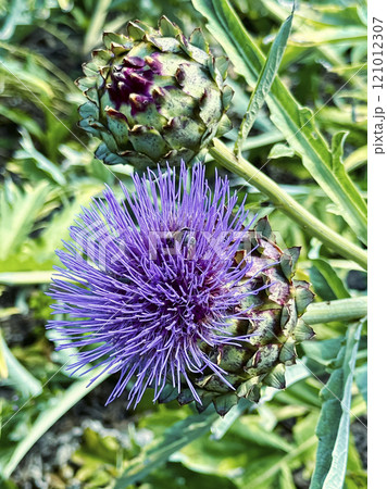 Artichokes in the garden. Artichokes in the garden. 121012307