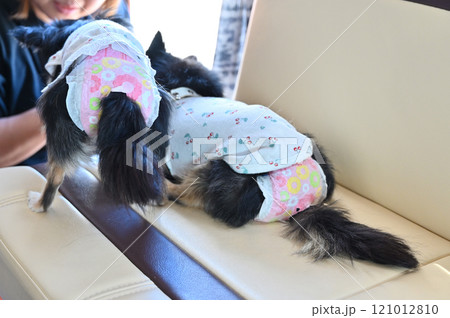 犬用マナーパンツ ロングコートチワワ (キャンピングカーの車内より) 犬用マナーパンツ ロングコートチワワ (キャンピングカーの車内より) 121012810