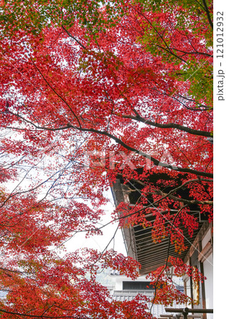 秋の京都大原 三千院 円融房とモミジ 秋の京都大原 三千院 円融房とモミジ 121012932