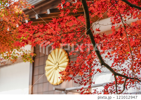 秋の京都大原 三千院 円融房梨菊紋とモミジ 秋の京都大原 三千院 円融房梨菊紋とモミジ 121012947