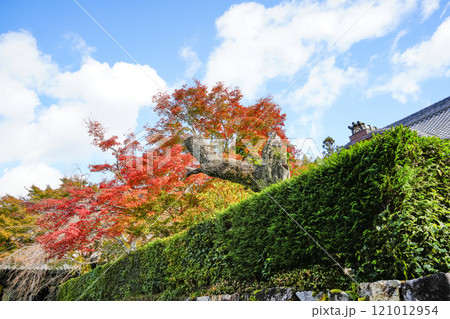 秋の京都大原　三千院境内 121012954