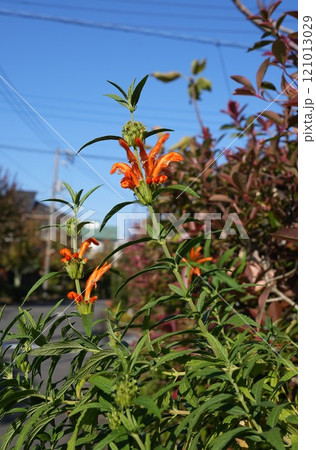 オレンジ色のカエンキセワタの花 121013029