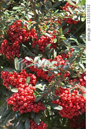 ピラカンサの実 121013032