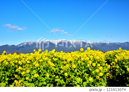 残雪の比良山と満開の菜の花 残雪の比良山と満開の菜の花 121013074
