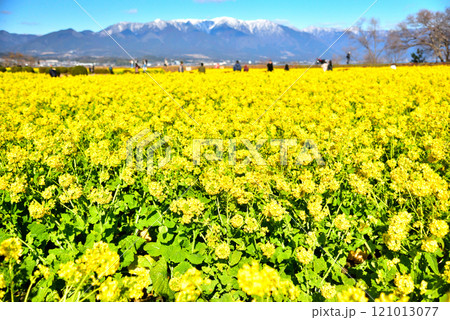 残雪の比良山と満開の菜の花 121013077