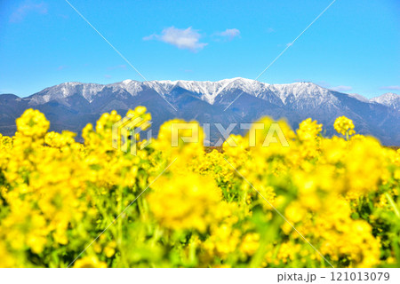 残雪の比良山と満開の菜の花 残雪の比良山と満開の菜の花 121013079