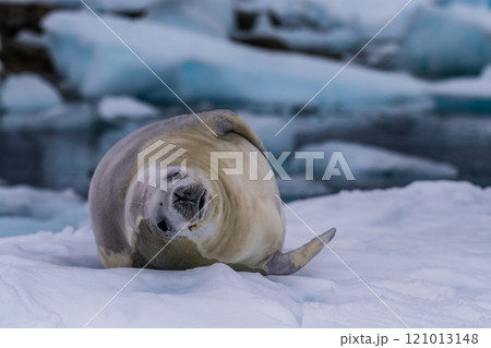 Crabeater Seal resting on a sheet of ice Crabeater Seal resting on a sheet of ice 121013148