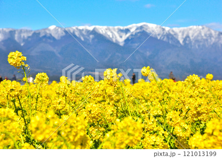 残雪の比良山と満開の菜の花 残雪の比良山と満開の菜の花 121013199
