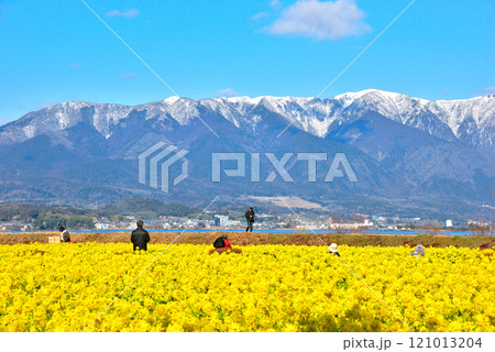 残雪の比良山と満開の菜の花 121013204