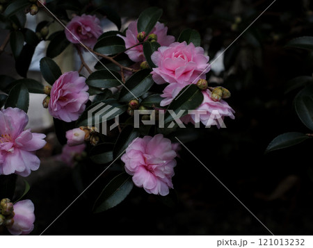 日陰に咲いたピンクのサザンカ（乙女山茶花の花とつぼみ） 121013232