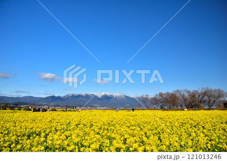 残雪の比良山と満開の菜の花 121013246