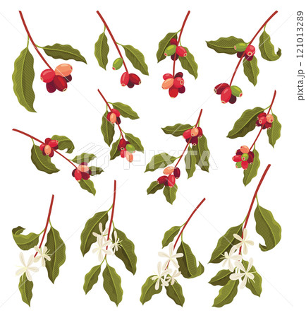 Branches of Coffee Plant with Ripe Edible Fruits Big Vector Set Branches of Coffee Plant with Ripe Edible Fruits Big Vector Set 121013289