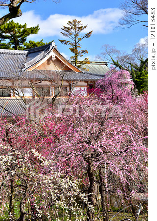 京都 北野天満宮の梅林 京都 北野天満宮の梅林 121013483