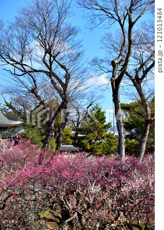 京都 北野天満宮の梅林 京都 北野天満宮の梅林 121013484