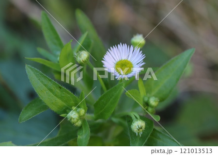 秋の野原に咲く白いヒメジョオンの花 121013513