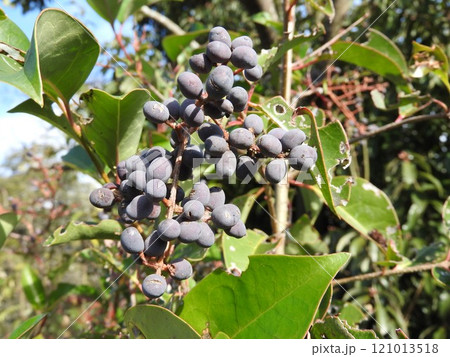 トウネズミモチの実(熟して黒くなった状態) トウネズミモチの実(熟して黒くなった状態) 121013518