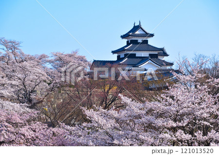 桜景 白河小峰城 桜景 白河小峰城 121013520