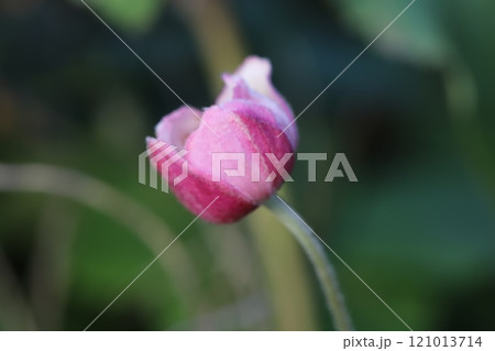 秋の庭に咲くピンク色の咲き掛けのシュウメイギクの花 秋の庭に咲くピンク色の咲き掛けのシュウメイギクの花 121013714