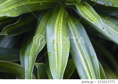 Close-up of tropical leaves with raindrops Close-up of tropical leaves with raindrops 121013771