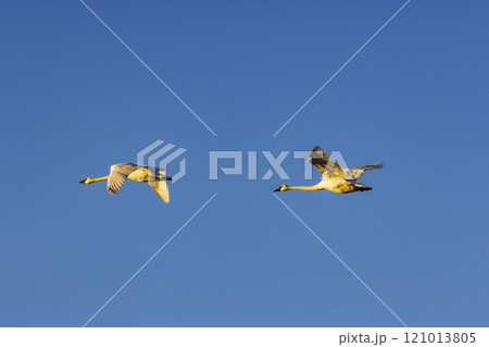 Two Trumpeter Swans flying against blue sky at sunset 121013805