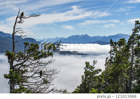 Hawks perching in tree above mountain lakes covered with low clouds 121013866
