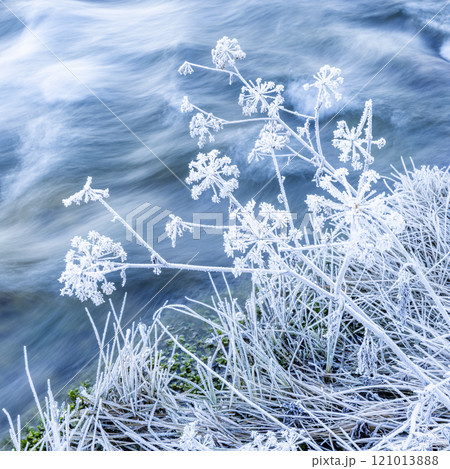 Frost covered plants and blue water 121013888