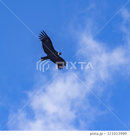 Argentina, Santa Cruz, El Chalten, Low angle view of Andean condor flying against sky 121013990