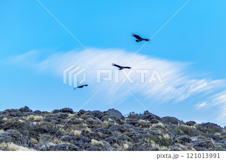 Argentina, Santa Cruz, El Chalten, Low angle view of Andean condors flying against sky 121013991