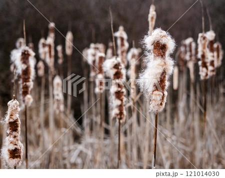 USA, Virginia, Blacksburg, Close-up of dried cattails in winter 121014030