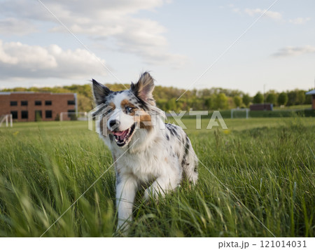 USA, Virginia, Blacksburg, Blue merle Australian Shepherd running in grassy field 121014031
